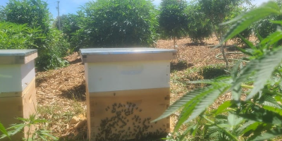 The Hive: How BAKED Lifts Up Its Community